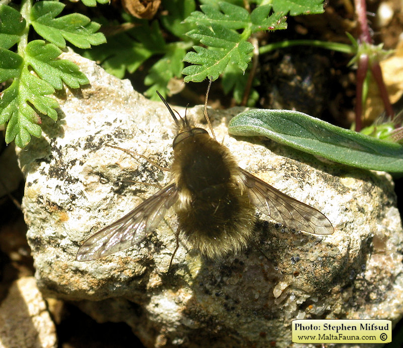 Bombylius medius (). This page is part of www.MaltaWildPlants.com website by Stephen Mifsud, Malta
