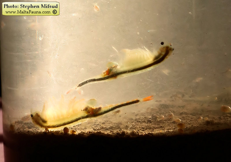 Branchipus schaefferi (Fairy Shrimp). This page is part of www.MaltaWildPlants.com website by Stephen Mifsud, Malta
