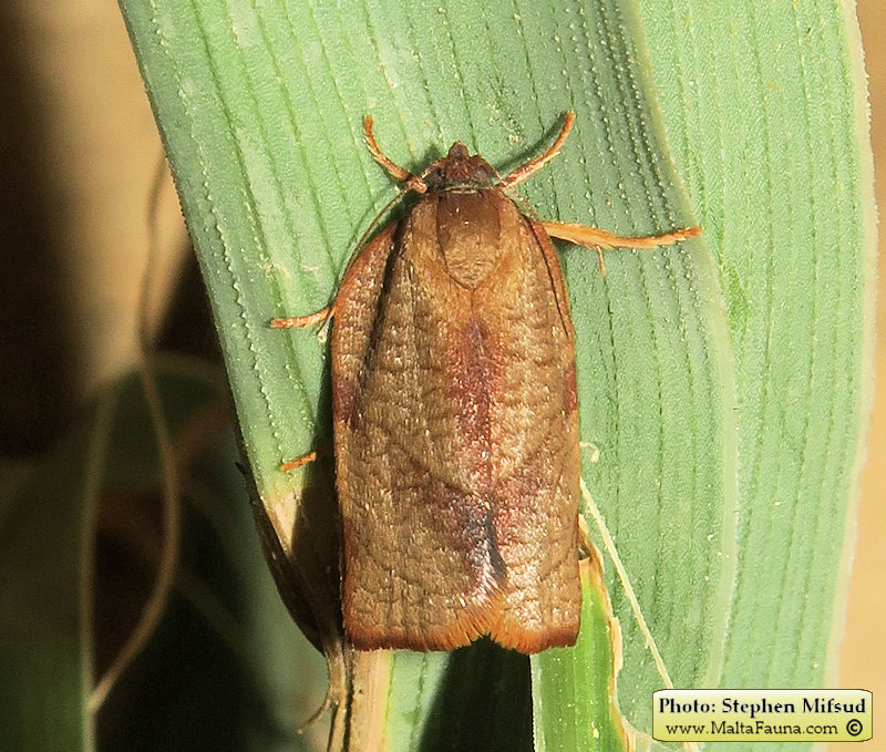 Cacoecimorpha pronubana (Carnation Tortrix). This page is part of www.MaltaWildPlants.com website by Stephen Mifsud, Malta