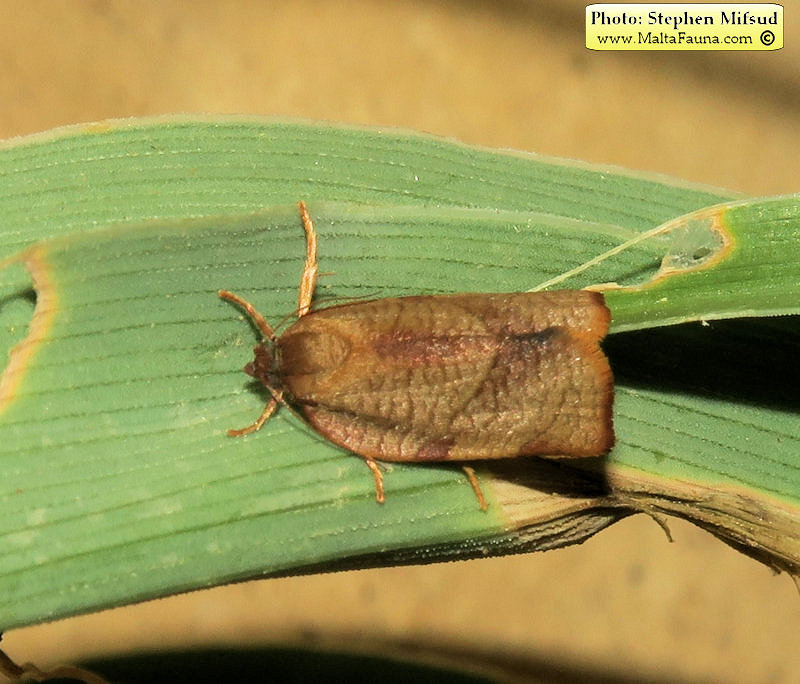 Cacoecimorpha pronubana (Carnation Tortrix). This page is part of www.MaltaWildPlants.com website by Stephen Mifsud, Malta