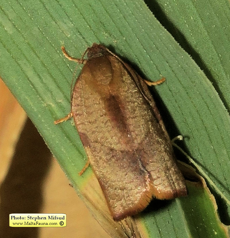 Cacoecimorpha pronubana (Carnation Tortrix). This page is part of www.MaltaWildPlants.com website by Stephen Mifsud, Malta