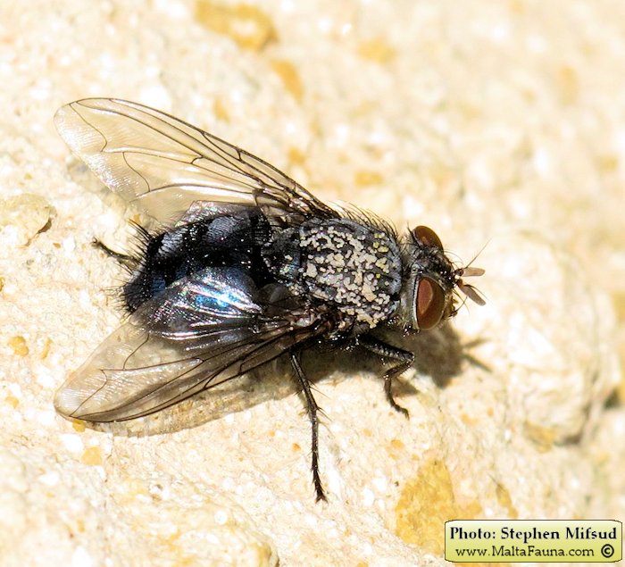 Calliphora vicina (Blue bottle). This page is part of www.MaltaWildPlants.com website by Stephen Mifsud, Malta