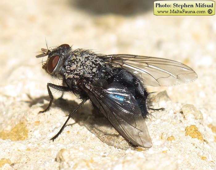 Calliphora vicina (Blue bottle). This page is part of www.MaltaWildPlants.com website by Stephen Mifsud, Malta