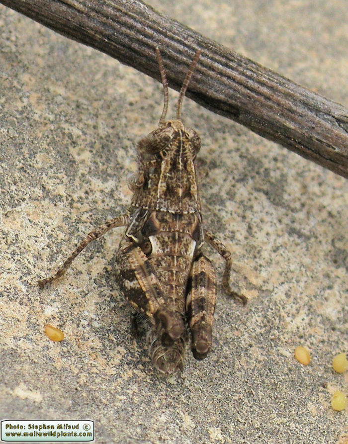 Calliptamus barbarus (Pink-winged grass-hopper). This page is part of www.MaltaWildPlants.com website by Stephen Mifsud, Malta
