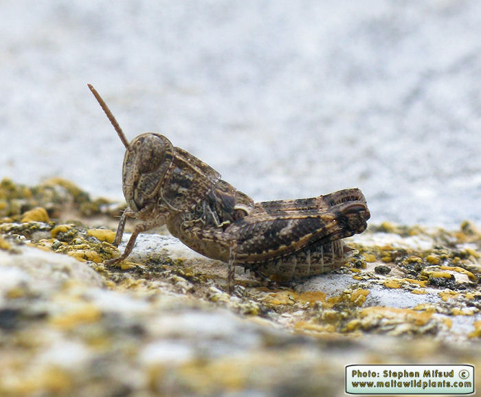 Calliptamus barbarus (Pink-winged grass-hopper). This page is part of www.MaltaWildPlants.com website by Stephen Mifsud, Malta