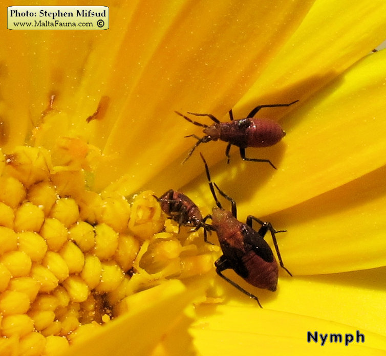 Calocoris nemoralis (). This page is part of www.MaltaWildPlants.com website by Stephen Mifsud, Malta
