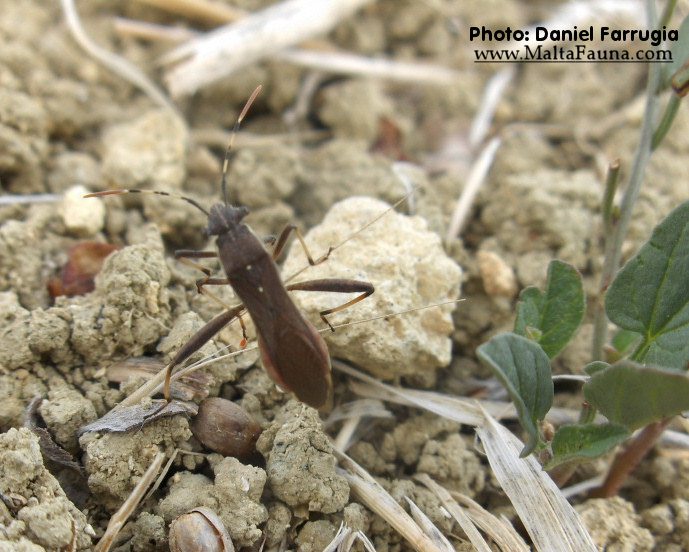 Camptopus lateralis (Broad-headed bug). This page is part of www.MaltaWildPlants.com website by Stephen Mifsud, Malta