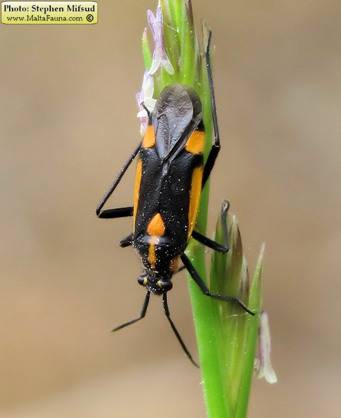 Capsodes vittiventris (Leaf Bug). This page is part of www.MaltaWildPlants.com website by Stephen Mifsud, Malta