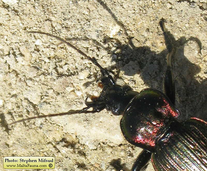 Carabus morbillosus alternans (Great ground beetle). This page is part of www.MaltaWildPlants.com website by Stephen Mifsud, Malta