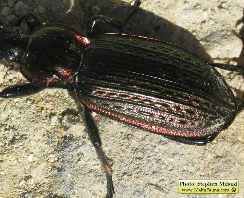 Carabus morbillosus alternans (Great ground beetle). This page is part of www.MaltaWildPlants.com website by Stephen Mifsud, Malta
