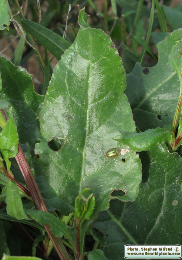 Cassida vittata ( Bordered Tortoise Beetle). This page is part of www.MaltaWildPlants.com website by Stephen Mifsud, Malta