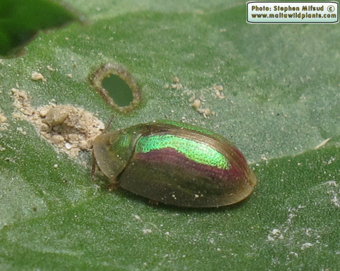 Cassida vittata ( Bordered Tortoise Beetle). This page is part of www.MaltaWildPlants.com website by Stephen Mifsud, Malta