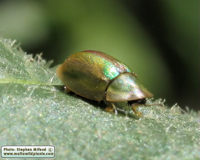 Cassida vittata ( Bordered Tortoise Beetle). This page is part of www.MaltaWildPlants.com website by Stephen Mifsud, Malta