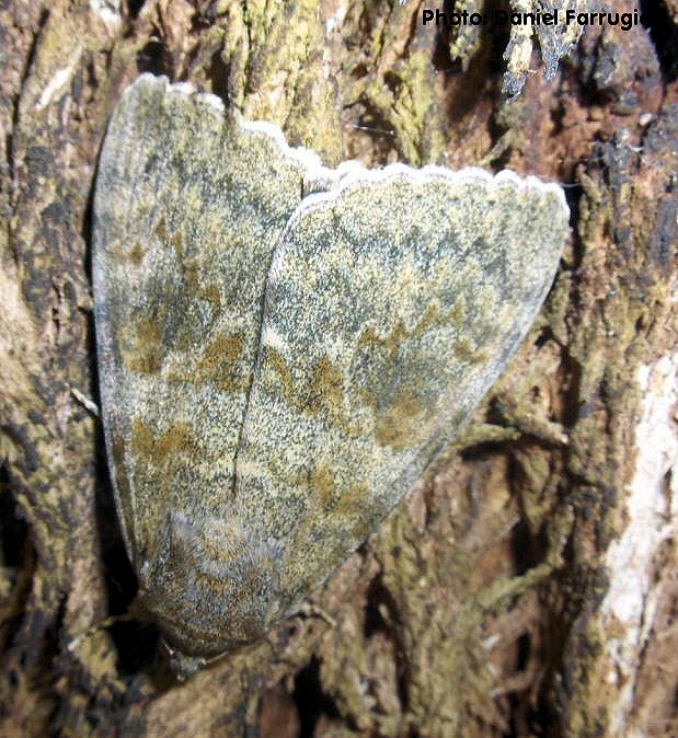 Catocala elocata (French Red Underwing). This page is part of www.MaltaWildPlants.com website by Stephen Mifsud, Malta