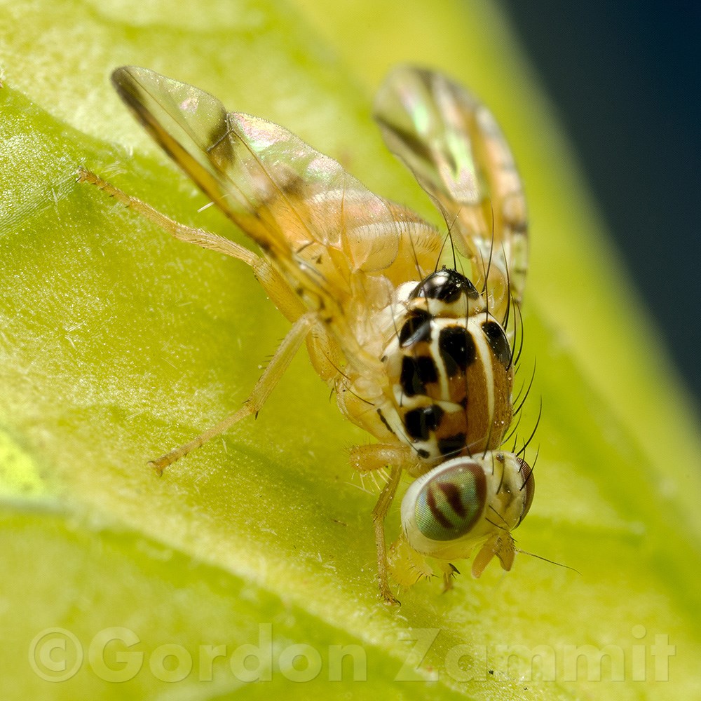 Ceratitis capitata (Mediterranean fruit fly). This page is part of www.MaltaWildPlants.com website by Stephen Mifsud, Malta