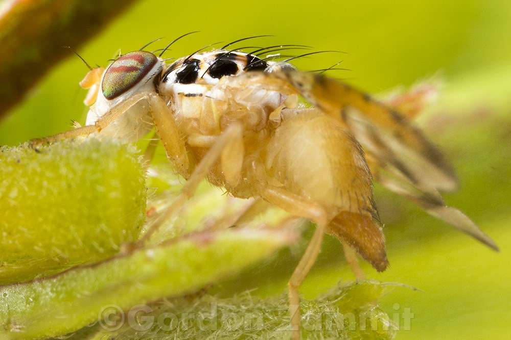 Ceratitis capitata (Mediterranean fruit fly). This page is part of www.MaltaWildPlants.com website by Stephen Mifsud, Malta
