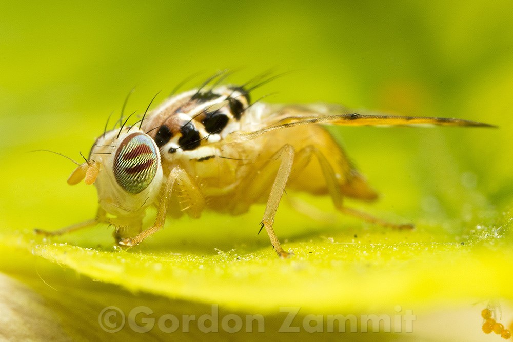 Ceratitis capitata (Mediterranean fruit fly). This page is part of www.MaltaWildPlants.com website by Stephen Mifsud, Malta
