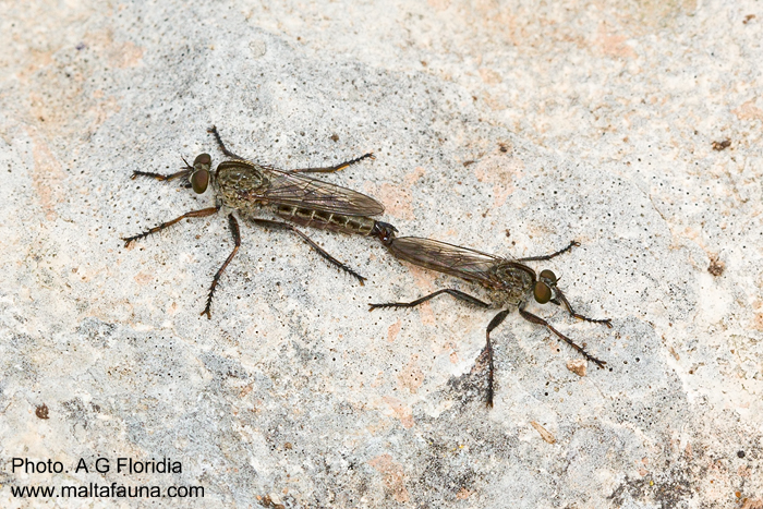 Cerdistus erythruroides (Robber Fly). This page is part of www.MaltaWildPlants.com website by Stephen Mifsud, Malta