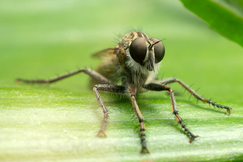Cerdistus erythruroides (Robber Fly). This page is part of www.MaltaWildPlants.com website by Stephen Mifsud, Malta