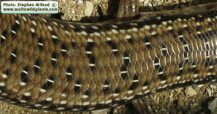 Chalcides ocellatus (Ocellated Skink). This page is part of www.MaltaWildPlants.com website by Stephen Mifsud, Malta
