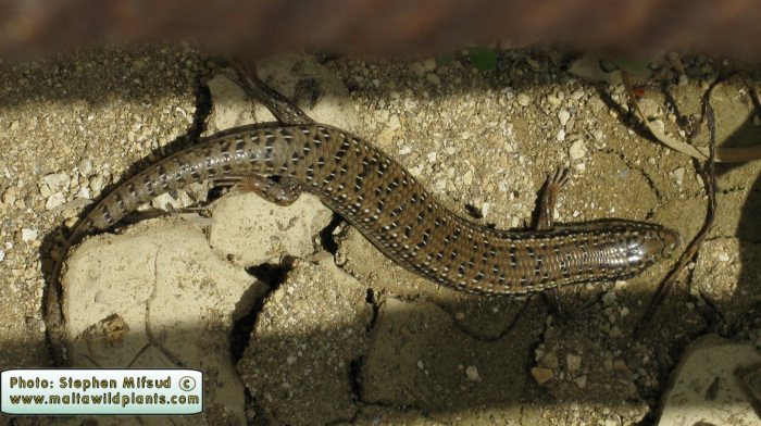 Chalcides ocellatus (Ocellated Skink). This page is part of www.MaltaWildPlants.com website by Stephen Mifsud, Malta