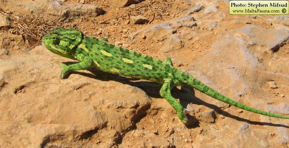 Chamaeleo chamaeleon (Mediterranean Chamaeleon). This page is part of www.MaltaWildPlants.com website by Stephen Mifsud, Malta