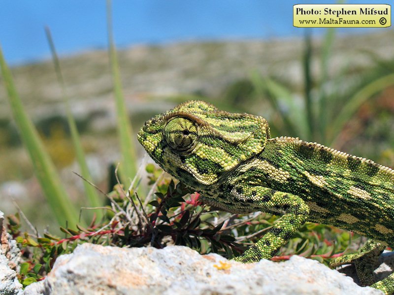 Chamaeleo chamaeleon (Mediterranean Chamaeleon). This page is part of www.MaltaWildPlants.com website by Stephen Mifsud, Malta