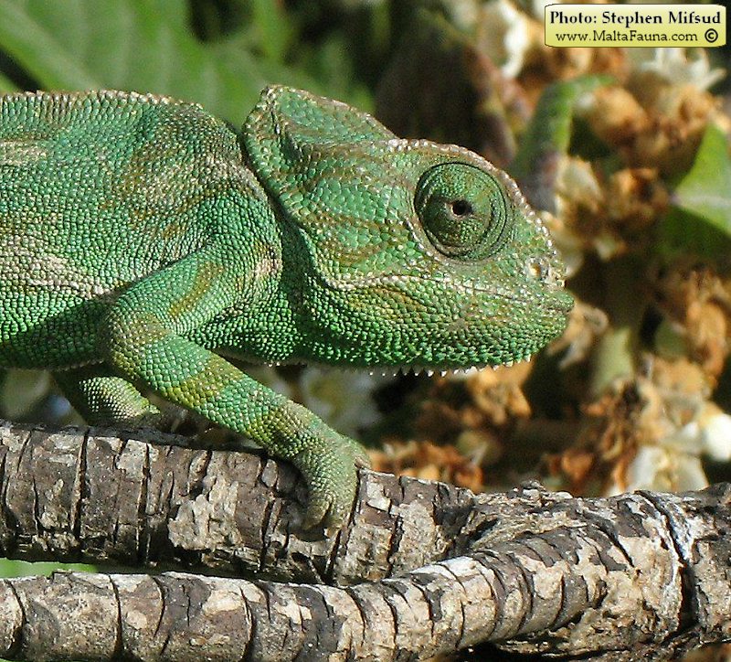 Chamaeleo chamaeleon (Mediterranean Chamaeleon). This page is part of www.MaltaWildPlants.com website by Stephen Mifsud, Malta