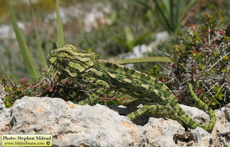 Chamaeleo chamaeleon (Mediterranean Chamaeleon). This page is part of www.MaltaWildPlants.com website by Stephen Mifsud, Malta