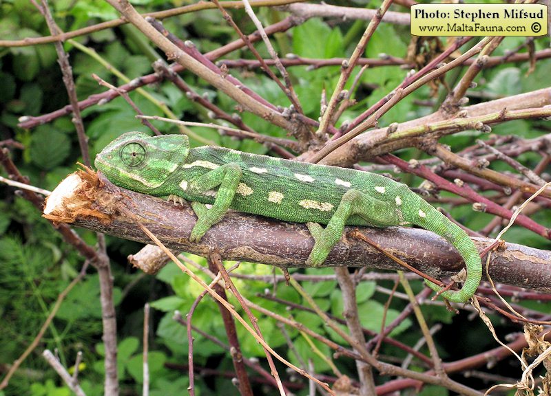 Chamaeleo chamaeleon (Mediterranean Chamaeleon). This page is part of www.MaltaWildPlants.com website by Stephen Mifsud, Malta