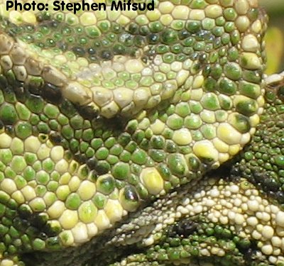 Chamaeleo chamaeleon (Mediterranean Chamaeleon). This page is part of www.MaltaWildPlants.com website by Stephen Mifsud, Malta