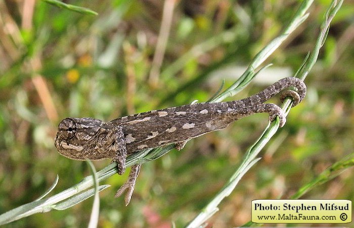 Chamaeleo chamaeleon (Mediterranean Chamaeleon). This page is part of www.MaltaWildPlants.com website by Stephen Mifsud, Malta