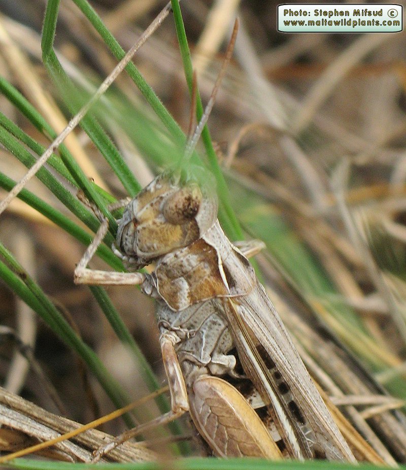 Chorthippus brunneus (Common Field Grasshopper). This page is part of www.MaltaWildPlants.com website by Stephen Mifsud, Malta