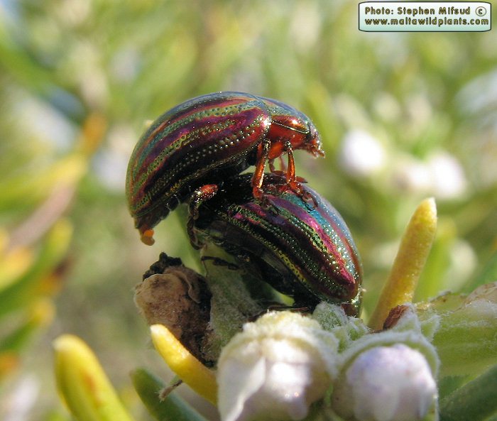 Chrysolina americana (Rosemary Leaf Beetle). This page is part of www.MaltaWildPlants.com website by Stephen Mifsud, Malta