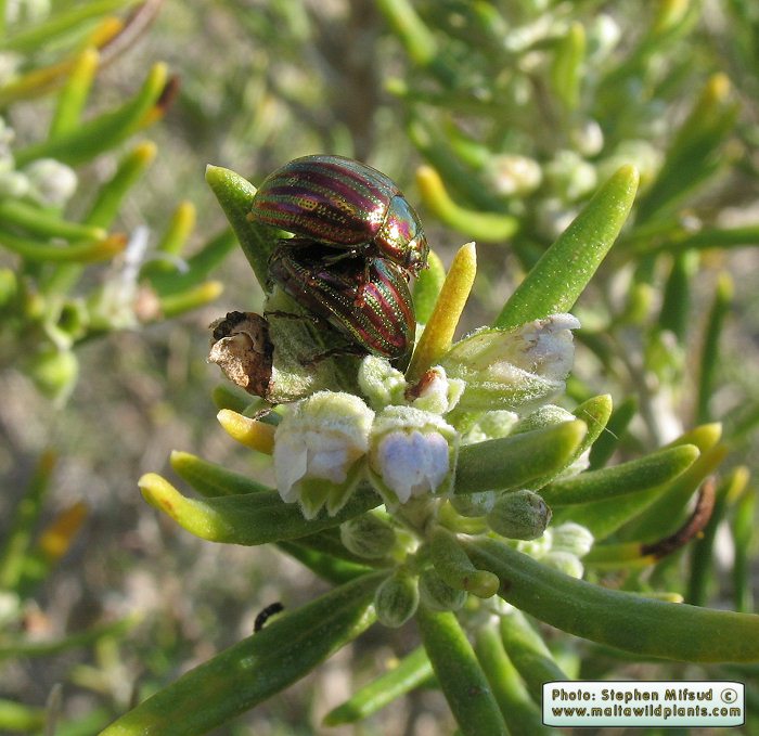 Chrysolina americana (Rosemary Leaf Beetle). This page is part of www.MaltaWildPlants.com website by Stephen Mifsud, Malta