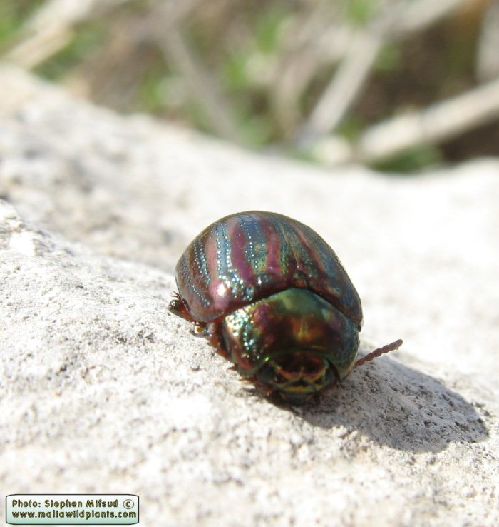Chrysolina americana (Rosemary Leaf Beetle). This page is part of www.MaltaWildPlants.com website by Stephen Mifsud, Malta