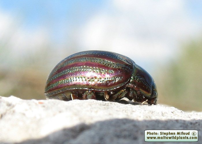 Chrysolina americana (Rosemary Leaf Beetle). This page is part of www.MaltaWildPlants.com website by Stephen Mifsud, Malta