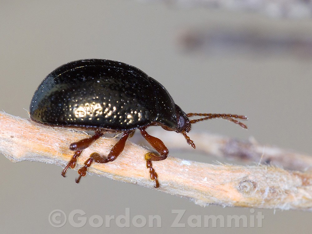 Chrysolina bankii (English name not known). This page is part of www.MaltaWildPlants.com website by Stephen Mifsud, Malta