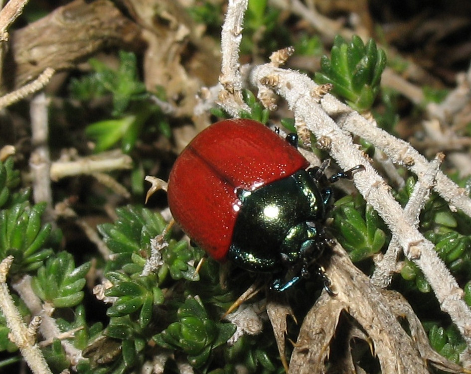 Chrysolina grossa (Red Leaf Beetle). This page is part of www.MaltaWildPlants.com website by Stephen Mifsud, Malta