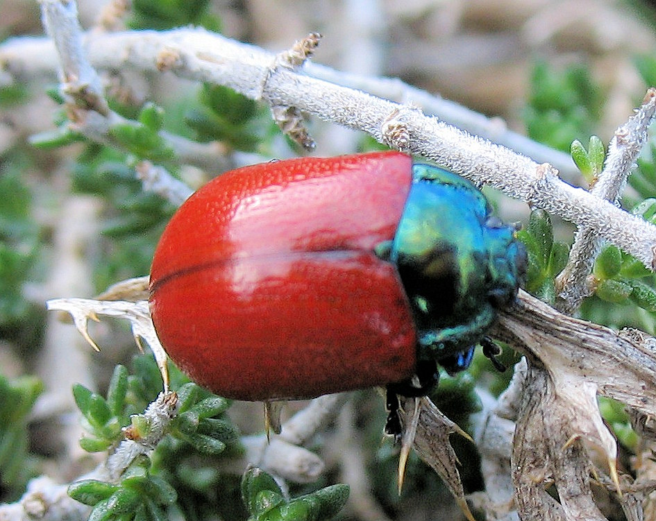 Chrysolina grossa (Red Leaf Beetle). This page is part of www.MaltaWildPlants.com website by Stephen Mifsud, Malta