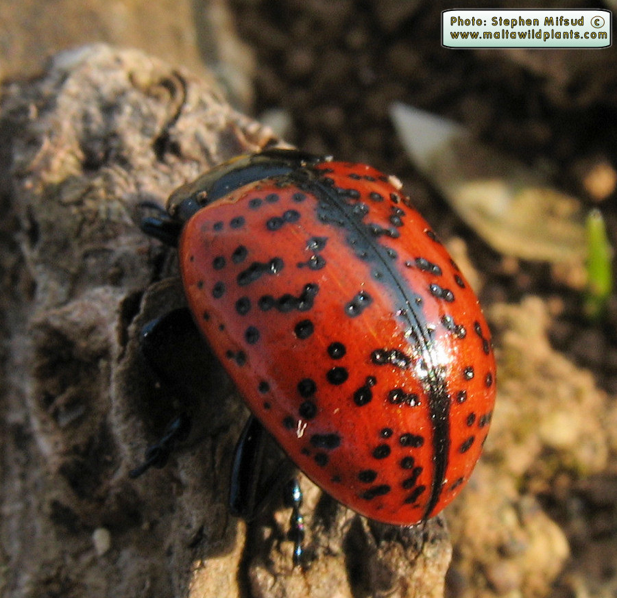 Chrysolina variolosa (Leaf beetle). This page is part of www.MaltaWildPlants.com website by Stephen Mifsud, Malta