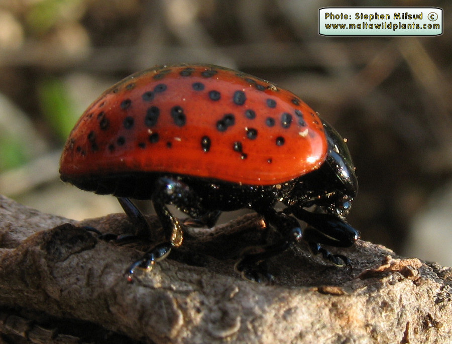 Chrysolina variolosa (Leaf beetle). This page is part of www.MaltaWildPlants.com website by Stephen Mifsud, Malta