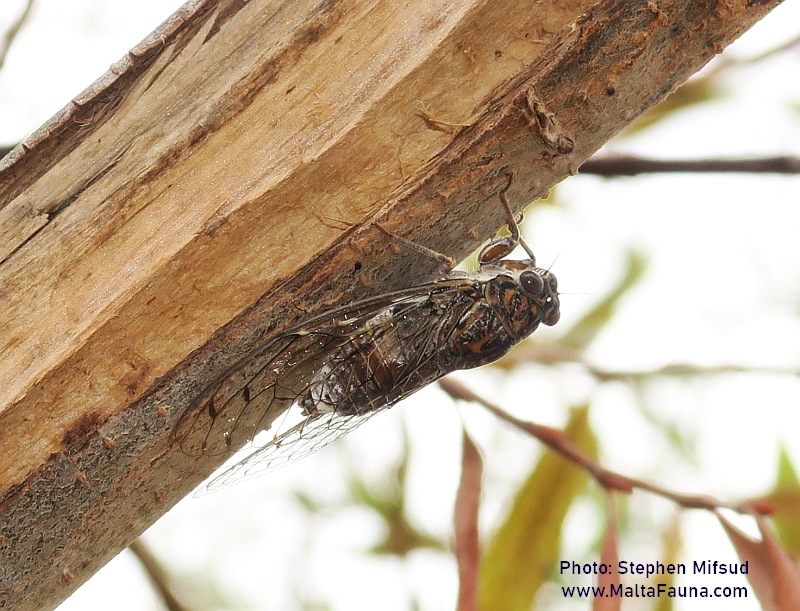 Cicada orni (Cicada). This page is part of www.MaltaWildPlants.com website by Stephen Mifsud, Malta