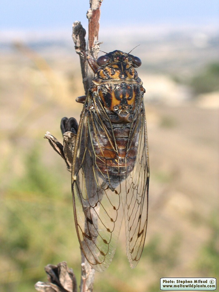 Cicada orni (Cicada). This page is part of www.MaltaWildPlants.com website by Stephen Mifsud, Malta