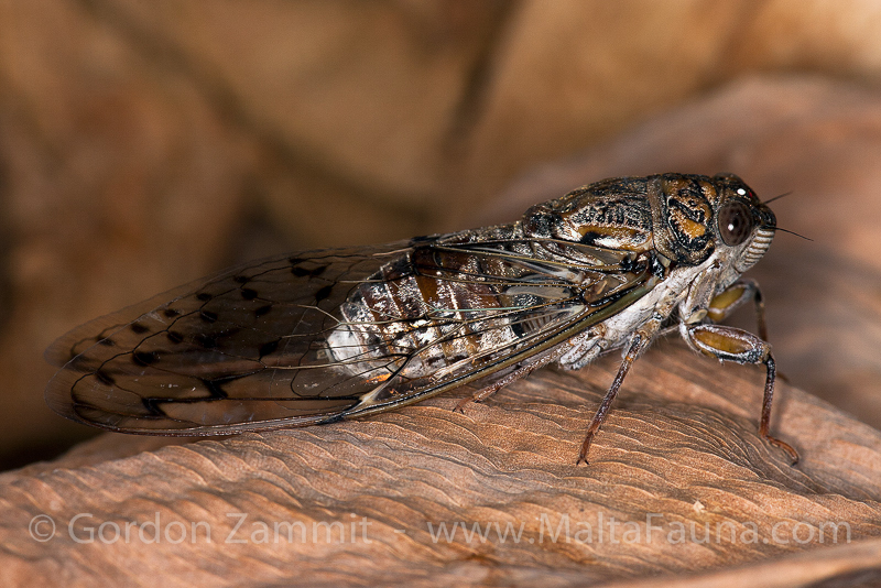 Cicada orni (Cicada). This page is part of www.MaltaWildPlants.com website by Stephen Mifsud, Malta