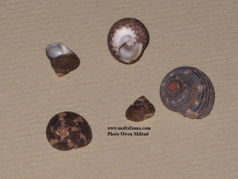 Clanculus cruciatus (). This page is part of www.MaltaWildPlants.com website by Stephen Mifsud, Malta