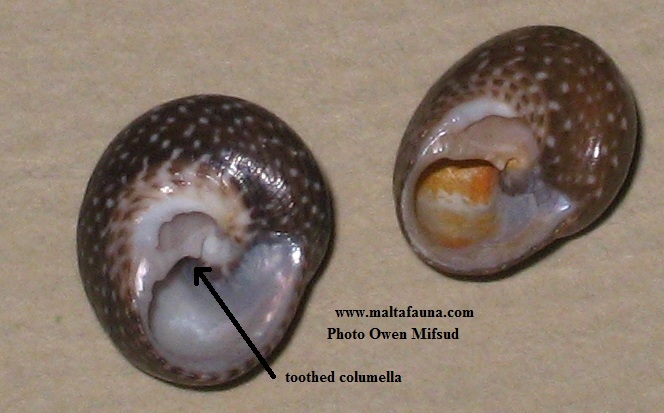 Clanculus jussieui (). This page is part of www.MaltaWildPlants.com website by Stephen Mifsud, Malta