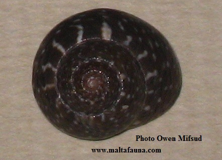 Clanculus jussieui (). This page is part of www.MaltaWildPlants.com website by Stephen Mifsud, Malta
