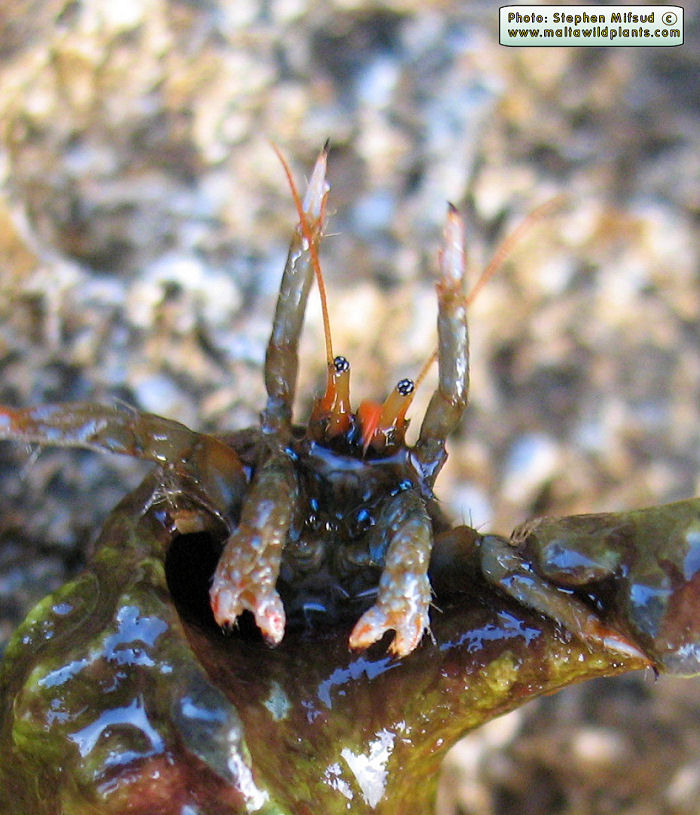 Clibanarius erythropus (Hermit Crab). This page is part of www.MaltaWildPlants.com website by Stephen Mifsud, Malta