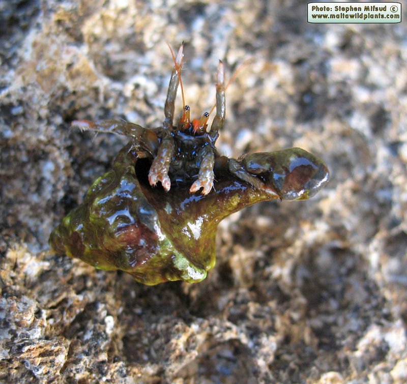 Clibanarius erythropus (Hermit Crab). This page is part of www.MaltaWildPlants.com website by Stephen Mifsud, Malta